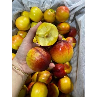 Cây giống đào trơn lòng vàng giòn, ngọt sapa
