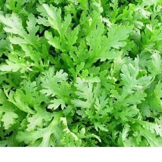 200H -Hạt_Giống_Cải_Cúc ( tặng kèm kích mầm và phân bón )