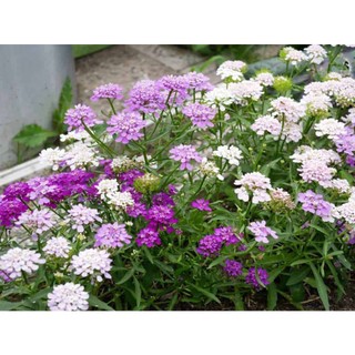 100h hạt giống hoa tổ ong mix 30cm