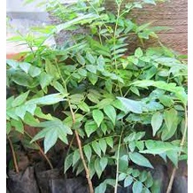 Cây mắc mật ăn lá (
 cây siêu tốt)