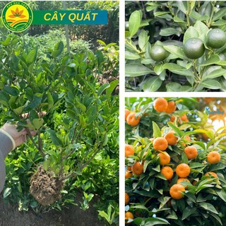 Cây giống quất ngọt, cây quất ngọt giống giống chuẩn F1 chất lượng cao siêu sai trái