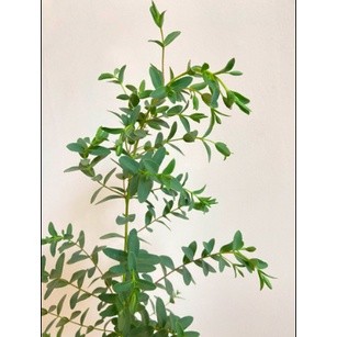 Cây khuynh diệp lá kiếm (Eucalyptus Gunni)