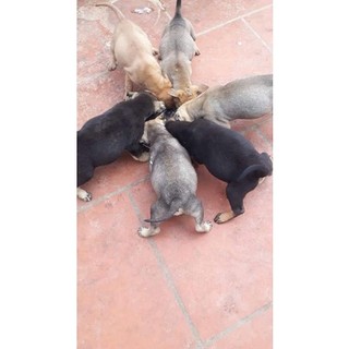 men tiêu hoá đức