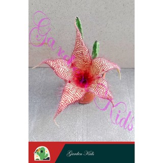 Xương rồng sao biển hoa đỏ to (Stapelia Gigantea Red)