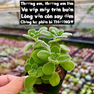   CÓ GIÁ SỈ  sen đá Nhất Mạt Hương thơm size bầu 4-5cm 