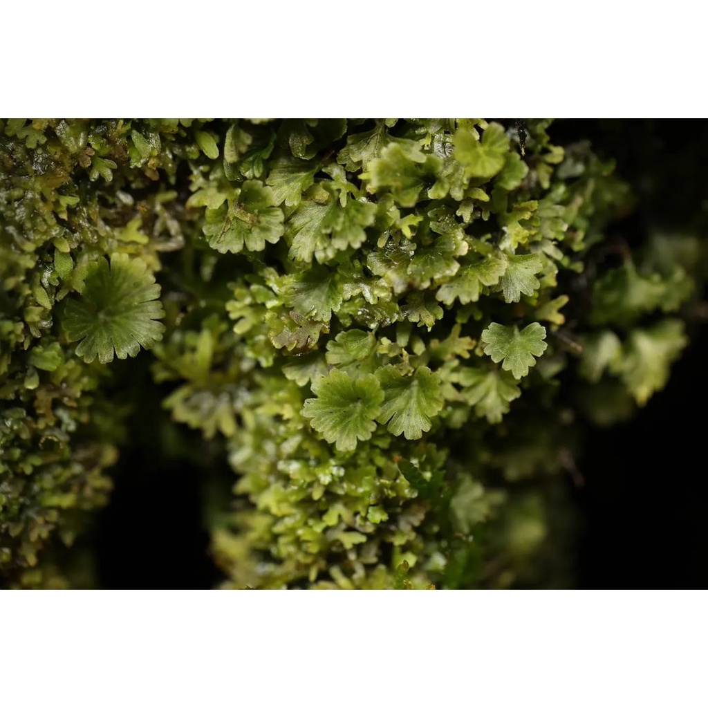 Rêu cánh quạt làm terrarium