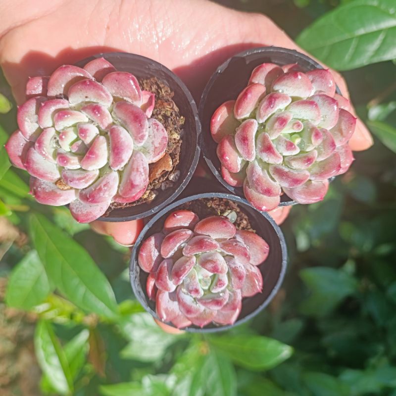New sale - Sen Đá Hồng Đào Phấn mini rất đẹp.