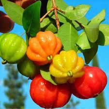 Cây giống cherry khía chuẩn giống