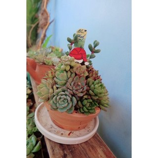 [ HOẢ TỐC] Cây NOEL SEN ĐÁ 🌲🎄🌲🎄