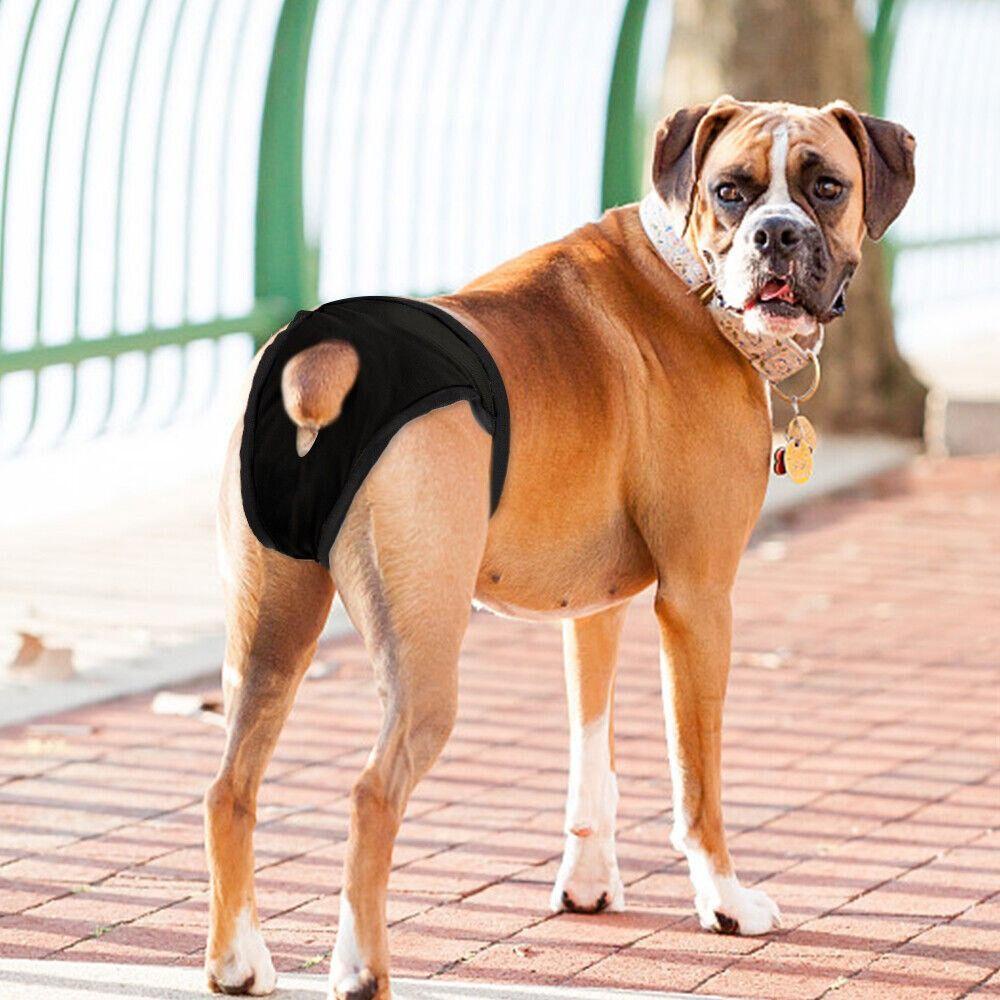 1 Quần Lót Vệ Sinh Thoáng Khí Dễ Sử Dụng Cho Thú Cưng