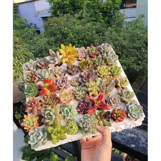 Combo sen vỉ mini 42 cây mix siêu xinh cây già lên màu đẹp miko_garden lỗi 1 đền 1