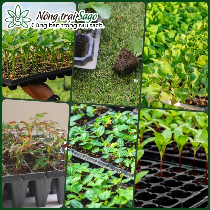 Khay Ươm Hạt Giống 105 Lỗ Chịu Nhiệt Tốt, Độ Bền Cao - Nông Trại Sago