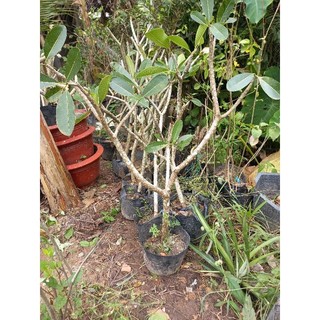 cây sứ đại trắng hoa thơm