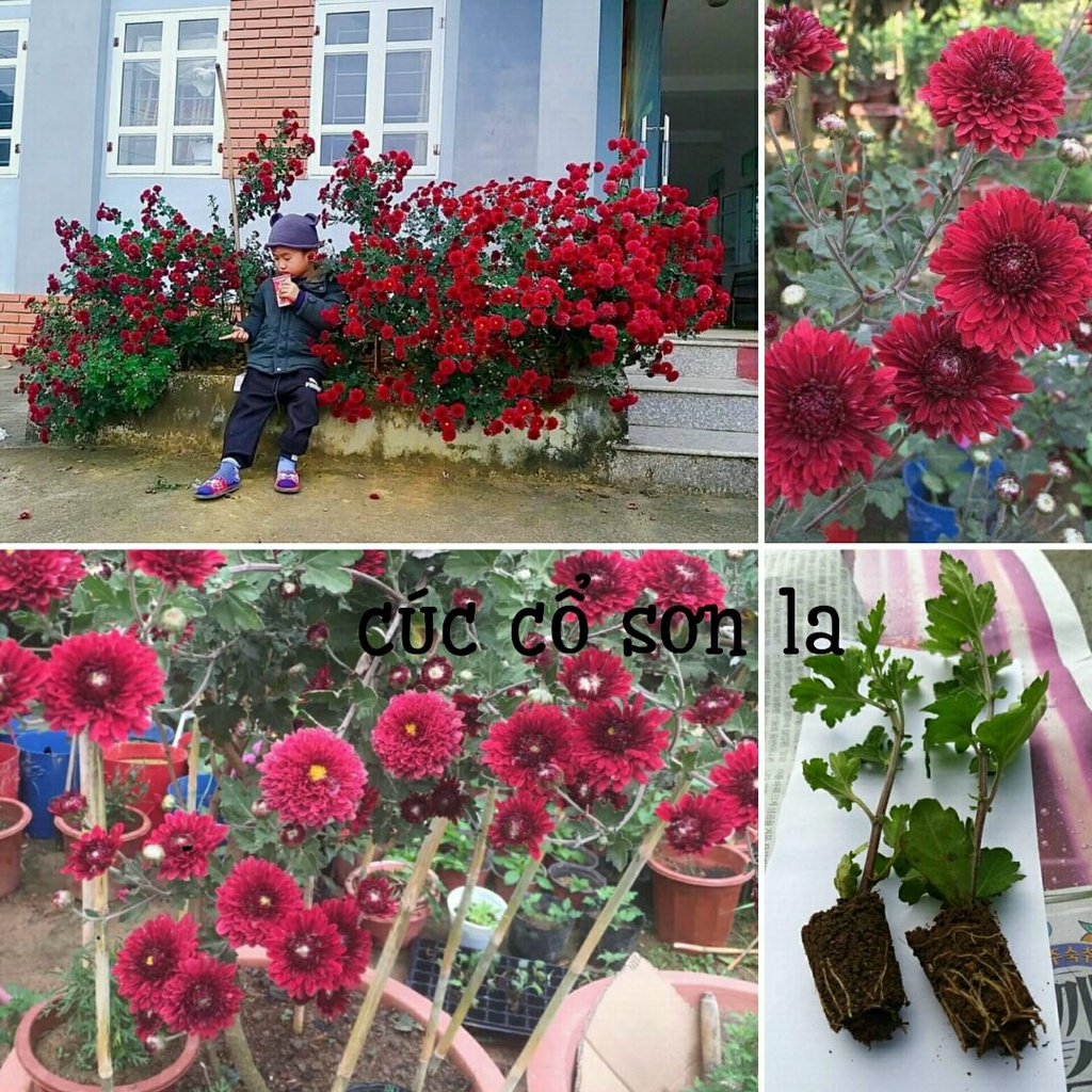 Hoa cúc cổ đỏ sơn la - bịch 3 cây giống to đẹp -Hoa cúc thân gỗ trồng lâu năm