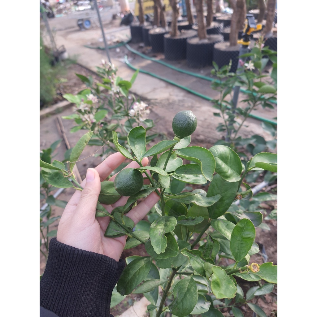 Chanh Vàng Mỹ Choai cao trên 1M, cây cho trái rất sai,vỏ chanh dày, nhiều tinh dầu thơm nhưng không đắng