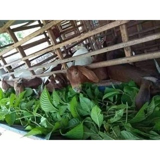 Chè Khổng Lồ hay còn gọi là chè Đại