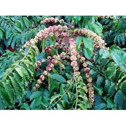 Cây cà phê vối TR4 (cao sản) ( sản phẩm có bảo hành)