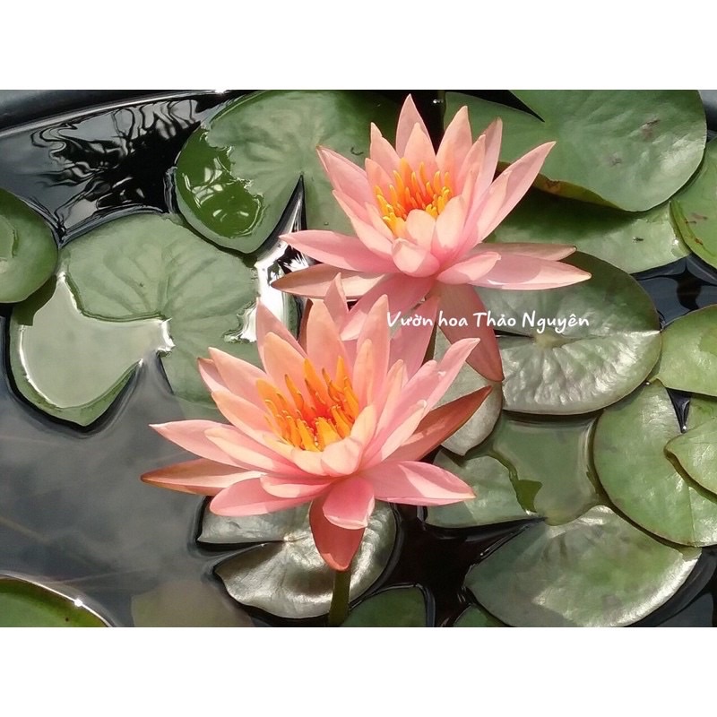 Hoa súng Thái Lan màu cam cà rốt