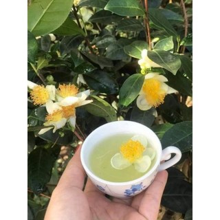 Cây giống trà xanh combo 2cây(chè xanh TN)