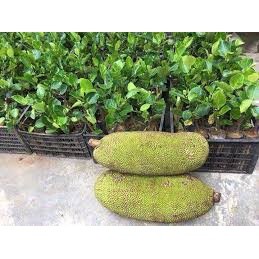 CÂY GIỐNG MÍT DAI TA (Chuẩn giống) ( sản phảm có bảo hành bao đổi trả)