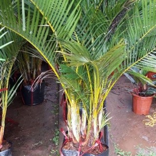 Cây cau lụa, chậu cực to, cây khỏe đẹp