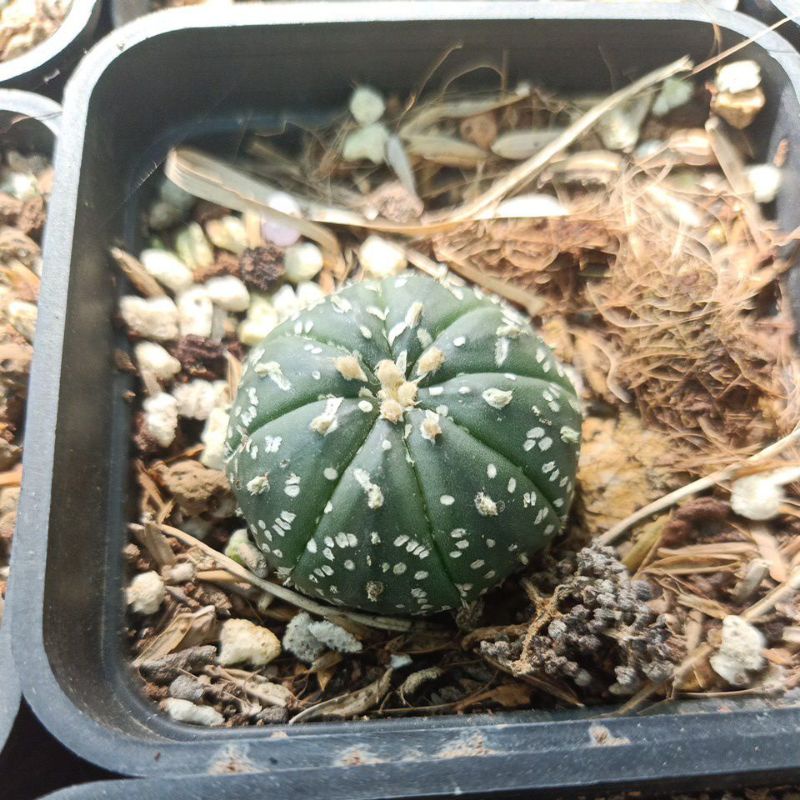 1 cây Xương rồng aster