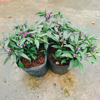 Cây Ớt Tím - cây ớt cảnh - caykiengsadec
