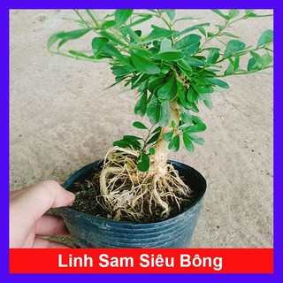 Cây Linh Sam Siêu Bông - cây cảnh bonsai để bàn - caykiengsadec