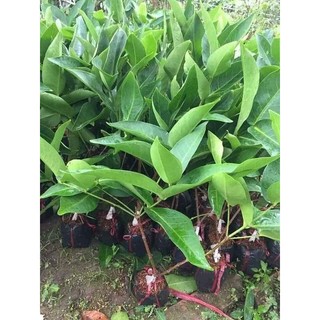 cây roi tím Thái Lan ( cây mận tím thái lan)
