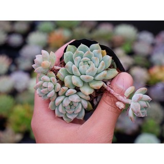 Sen đá dù hồng size bầu 5cm hư 1 đổi 1