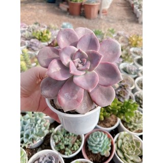 Sen đá hồng mập size trung 5-7 cm