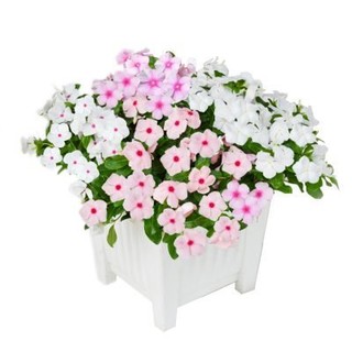 50h hạt giống hoa dừa cạn lùn mix màu
