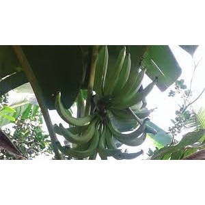 Cây giống chuối tá quạ cấy mô ( cây siêu sớm có bảo hành)