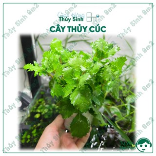 Thủy cúc | cây thủy sinh không co2, hậu cảnh, cắt cắm | 8m2