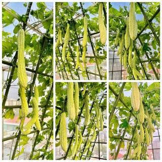 [ HG Mai Nguyễn] Hạt giống Mướp đắng trắng dài siêu dài F1_Nảy 99%