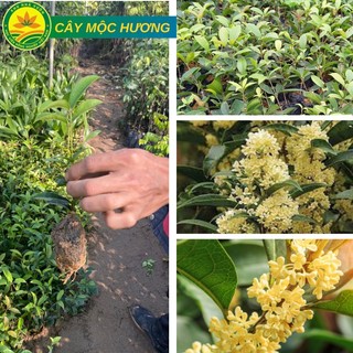 Cây giống mộc hương giống, cây cảnh đẹp, quý rất được ưa chuộng giống chuẩn F1