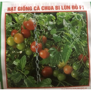 Hạt giống cà chua bi lùn đỏ f1 ☘️