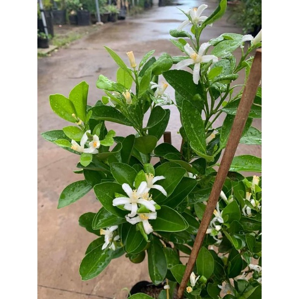 Tắc chua siêu trái