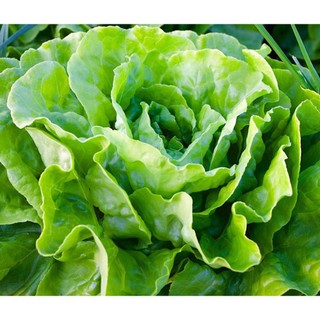 2000h hạt giống rau xà lách mỡ buttercrunch
