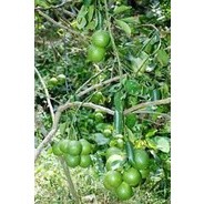 Cây giống Chanh Giấy Limca () ( cây siêu sớm có bảo hành)