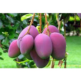 CÂY GIỐNG XOÀI NGỌC VÂN (XOÀI TÍM ĐÀI LOAN) ( chuyên cây giống có bảo hành)