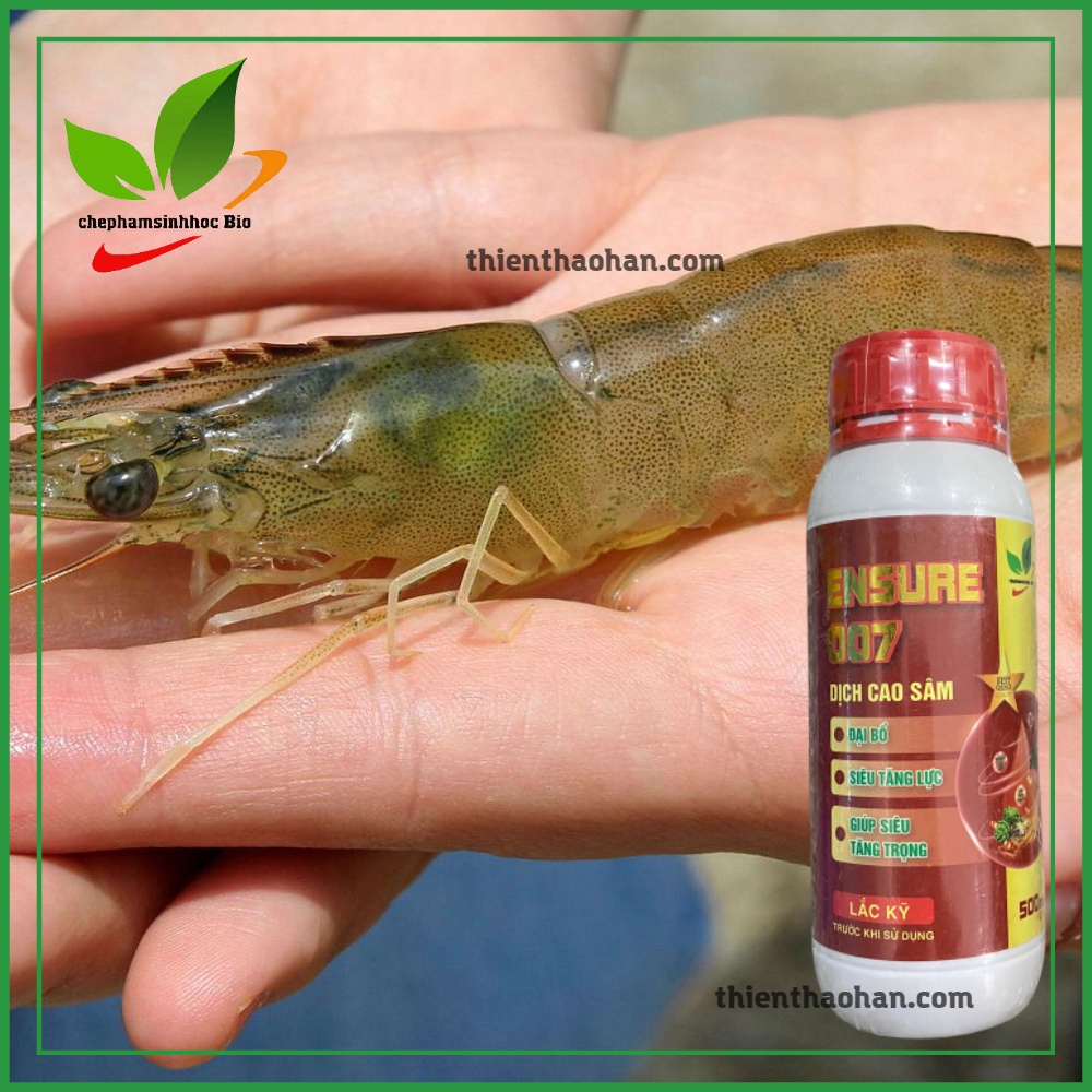 Dịch cao sâm ENSURE 007 đại bổ, siêu tăng lực, giúp siêu tăng trọng cho tôm. Chai 500ml