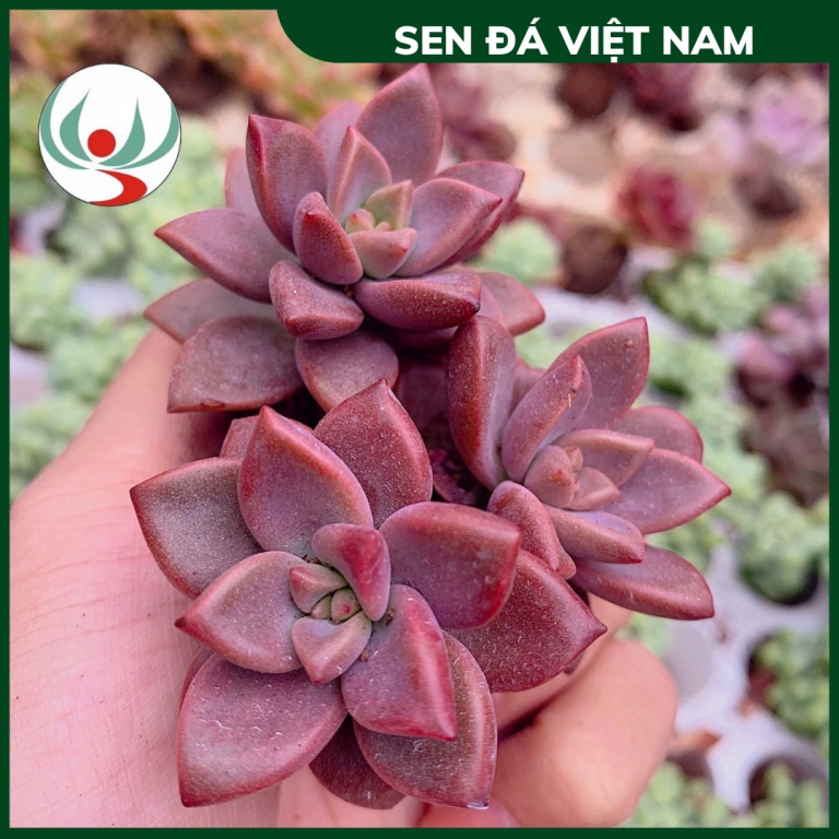 Sen Đá Đá Nâu size 4-6 cm, XUẤT XỨ VIỆT NAM, ĐÃ THUẦN KHÍ HẬU, SIÊU KHOẺ ĐẸP, Lỗi 1 ĐỔI 1