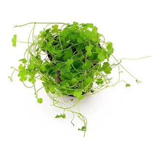 Rau má hương - bầu giống