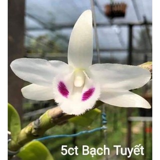 Phi điệp đột biến 5 CT BẠCH TUYẾT 