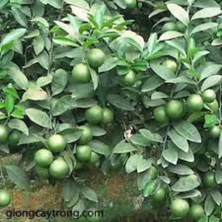 Combo 2 cây giống chanh tứ quý ra quả 4 mùa