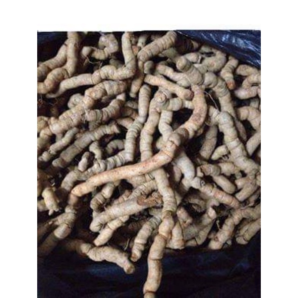 Ba kích tím Quảng Ninh loại 1 cam kết ngâm tím 100%