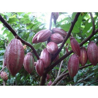 CÂY CA CAO GIỐNG CHO TRÁI SỚM ( Cây ghép ). *