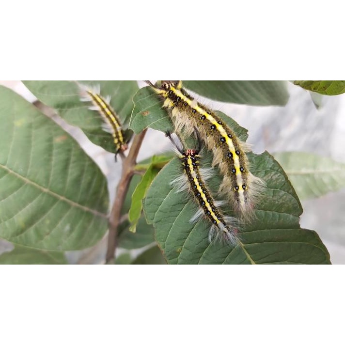 BITADIN WP gói 100gr - Chế phẩm phòng trừ sâu sinh học