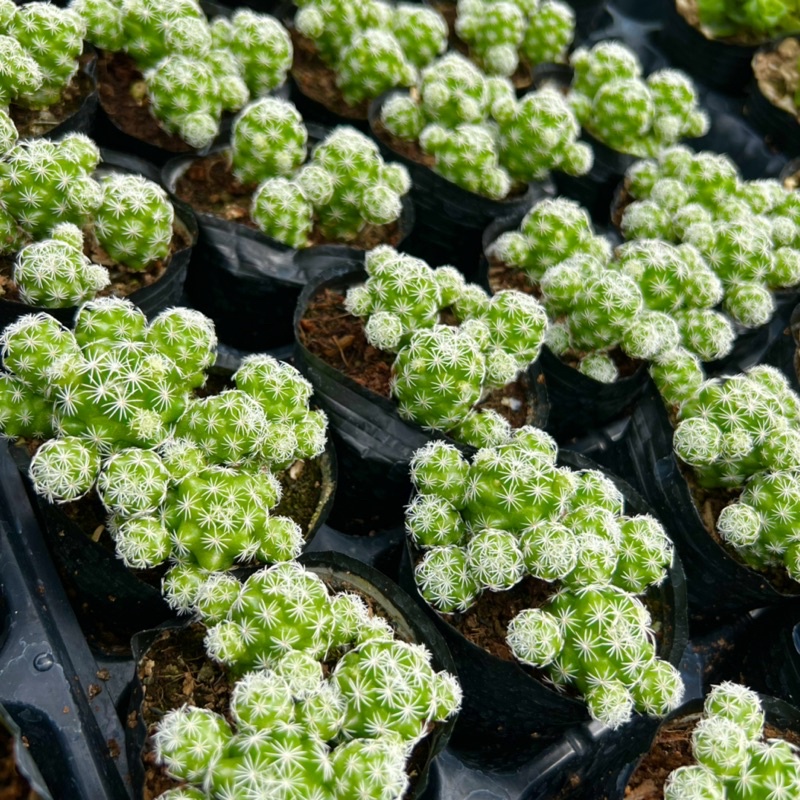 Xương rồng trứng cút Mammillaria vetula size bầu 4-4,5cm, cây cảnh trang trí nhà cửa THUANPHAT GARDEN